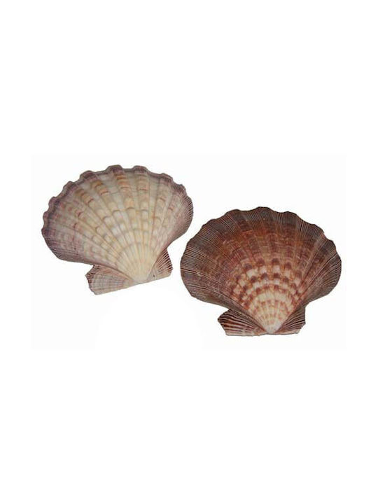 Burner Shell Incense Natural Scallop Lion's Paw 13cm