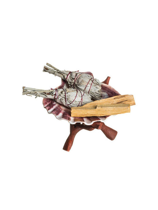 Burner Shell Incense Natural Scallop Lion's Paw 13cm