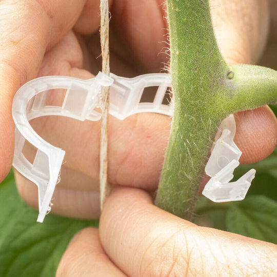 Tomato Cultivation Support Clips Black 500 Pieces