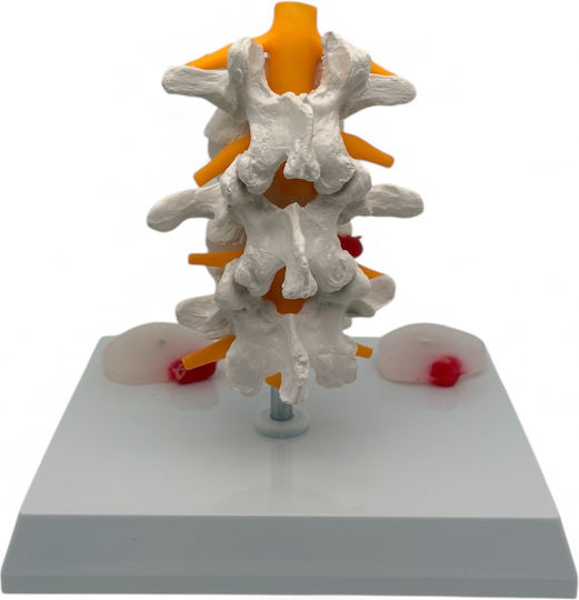Oem Lumbar Spine Medical Training Manikin 17cm White