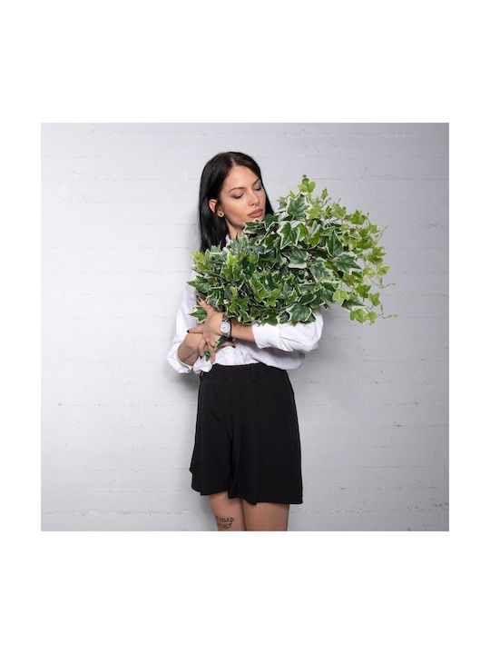 Dekorative Girlande Efeu 65cm Supergreens