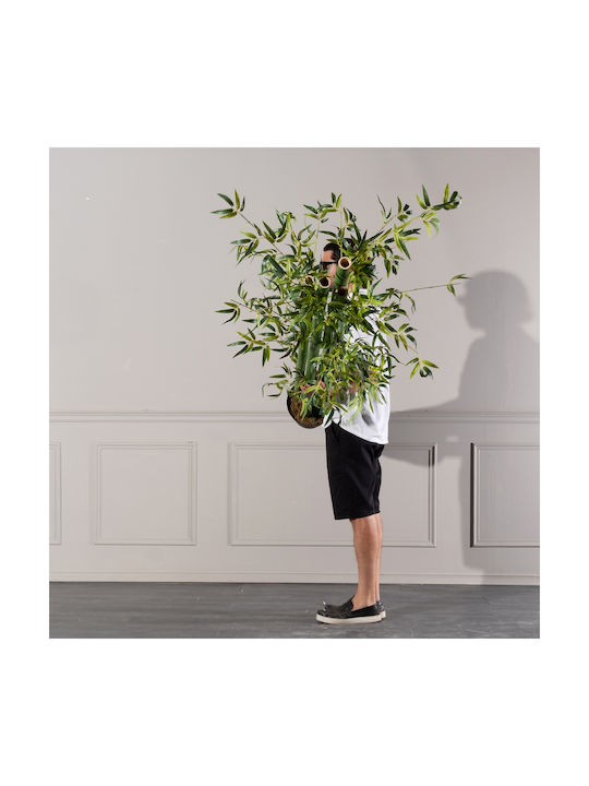 Supergreens Copac Artificial Bambus Verde Auriu 230 Cm 6-0824