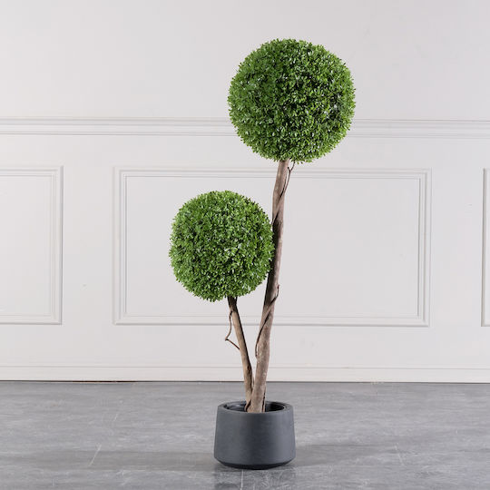 Πυξάρι Εξωτερικού Χώρου 120cm Supergreens