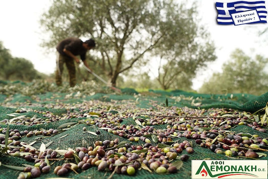 Olivenet Ελαιόδιχτο Extra 8x14m Πυκνότητας 95gr/m² με Σταθεροποίηση UV