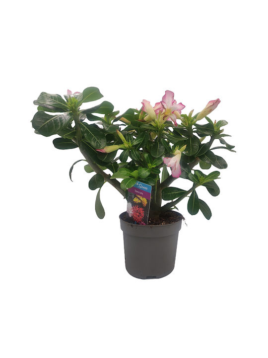 Plantă Adenium Obesum Trandafirul Deșertului