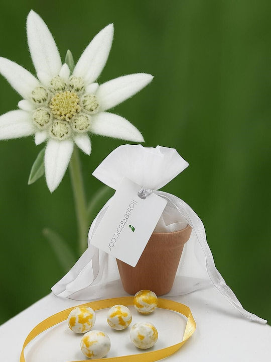 Wedding Favor Flowerpot & Edelweiss Seeds