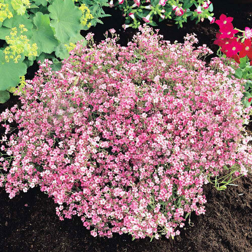 Семена Gypsophila Късен 0.5гр