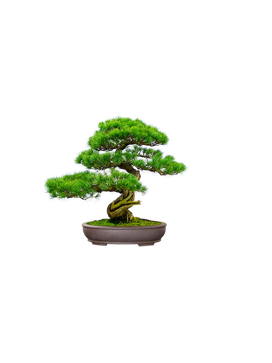 Bonsai Kit Geschenkset – Kultiviere Dein Eigenes Bonsai 4 Bäume