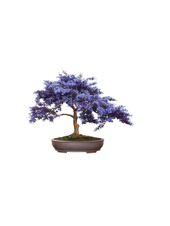 Bonsai Kit Geschenkset – Kultiviere Dein Eigenes Bonsai 4 Bäume