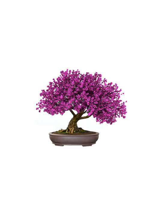 Bonsai Kit Geschenkset – Kultiviere Dein Eigenes Bonsai 4 Bäume