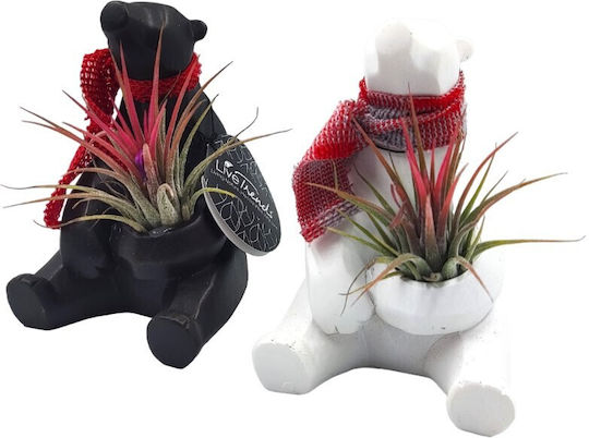 Gift for Teacher – Teddy Bear Air Plant Arrangement