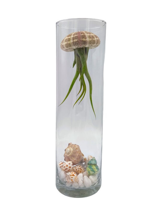 Σύνθεση Tillandsia Jellyfish – Tillandsia Usneoides