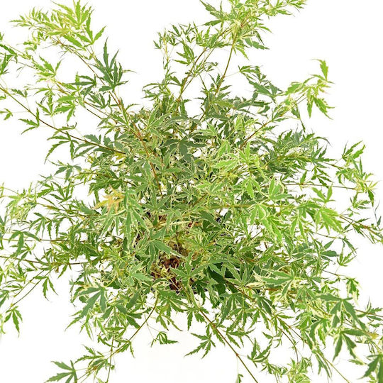 Ιαπωνικό Πλατάνι Acer Palmatum ”butterfly”