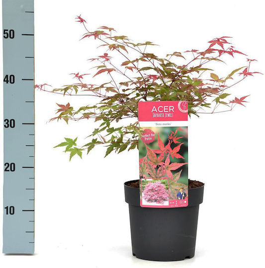 Acer Palmatum “beni Maiko” Acer Palmatum “beni Maiko”