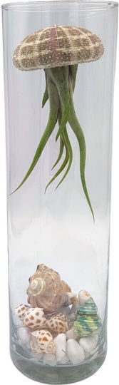 Compoziție Tillandsia Jellyfish – Tillandsia Usneoides