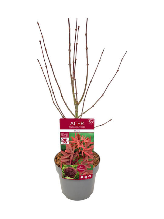 Acer Palmatum “shaina”