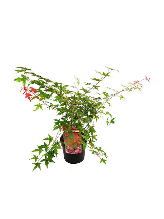Acer Palmatum Beni Maiko