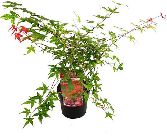 Acer Palmatum “beni Maiko”