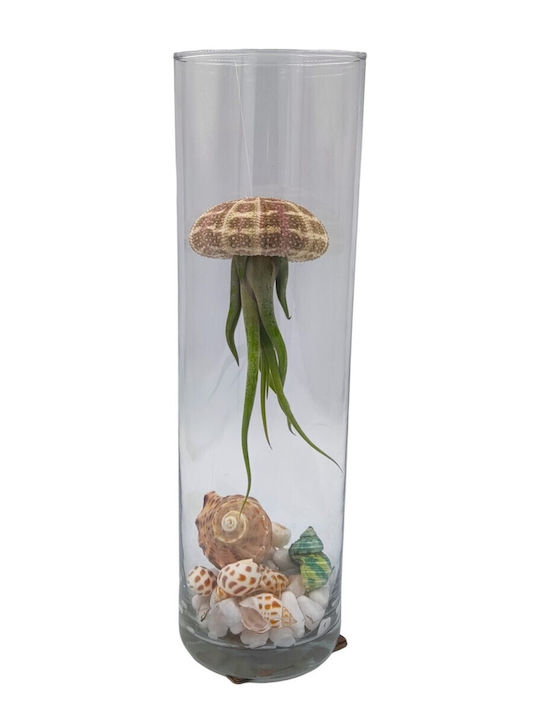 Σύνθεση Tillandsia Jellyfish – Tillandsia Usneoides