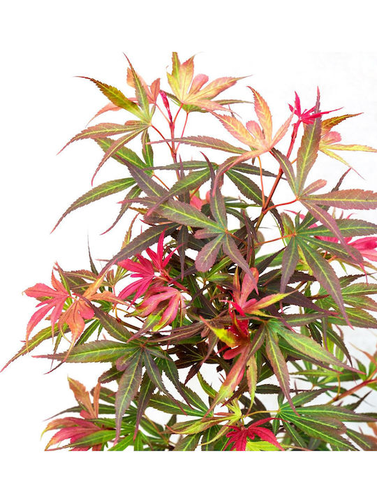 Acer Palmatum “shaina”
