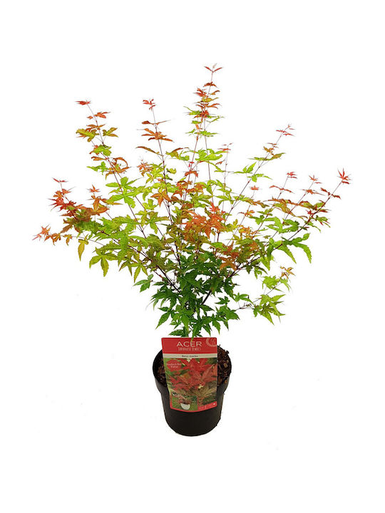 Acer Palmatum Beni Maiko