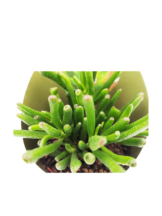 Crassula Ovata Gollum Succulent Shrek Ears 12cm