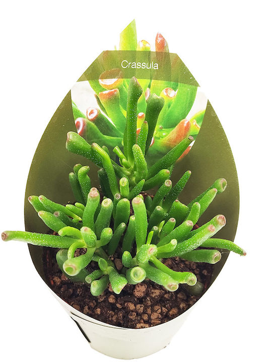 Crassula Ovata Gollum Succulent Shrek Ears 12cm