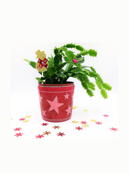 Cactus De Crăciun – Ghiveci De Crăciun 20 Cm