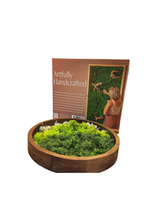 Σύνθεση Σταθεροποιημένα Βρύα “arrangement Moss”