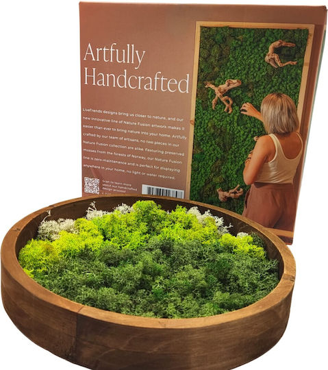 Arrangement Moss Dried Preserved Decorative Tabletop Arrangement Moss Dried Preserved Decorative Tabletop