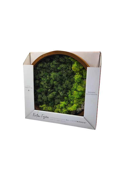 Arrangement Moss Dried Preserved Decorative Tabletop