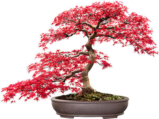 Φυτόχωμα Bonsai 0.2kg 81166448767