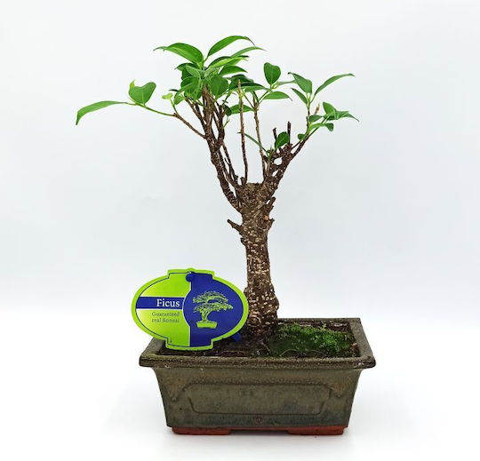 Authentic Ficus Baby Bonsai