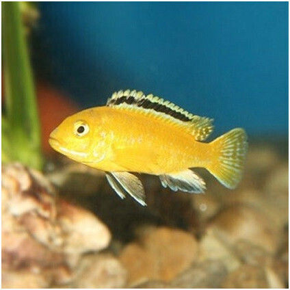 Labidochromis Caeruleus Albino 10-12cm