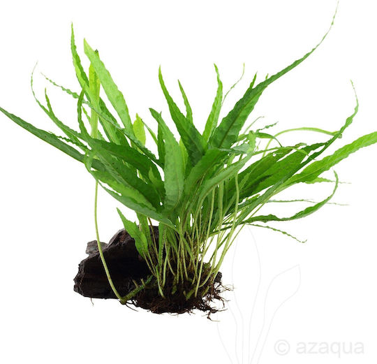 Tropica Pteropus On Wood Microsorum Live Aquarium Plant