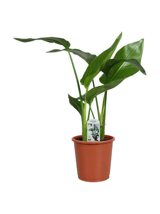 Strelitzia Nicolai 15cm