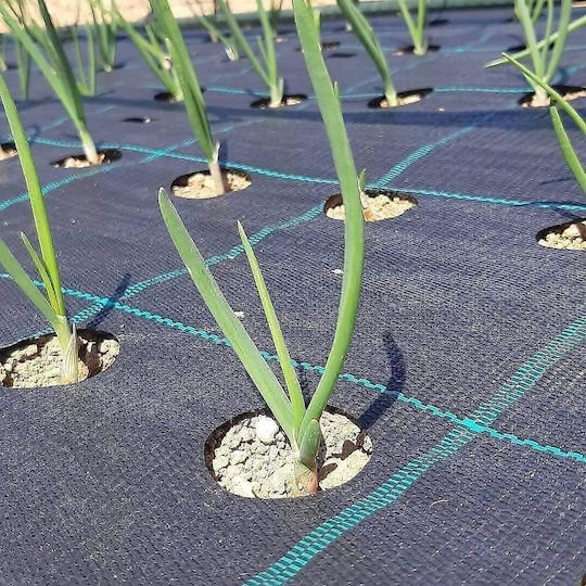 Ground Cover Fabric Prokrob For Fresh Green Onion 1x2.5m 200 Positions 99001 Ground Cover Fabric Prokrob For Fresh Green Onion 1x2.5m 200 Positions 99001