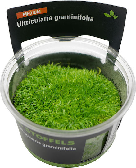 Stoffels Live Aquarium Plant