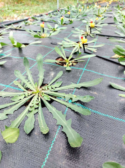 ProKROB Ground Cover Fabric Antidirt Marouris Stamnagathi 1x2.5m 48 Positions 99004