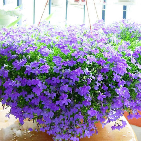 Lobelia Seed Pack 0.1 Gram Lobelia Seed Pack 0.1 Gram