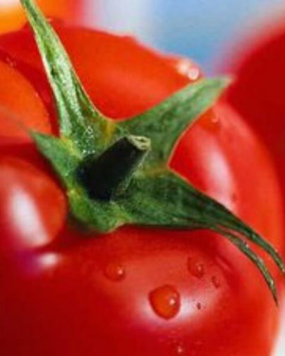 Tomate Ideal 0,5γρ Samen