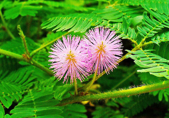 Mimosa Mimosa Pudica 0.5g Seeds Plant Shakes Do Not Touch Me