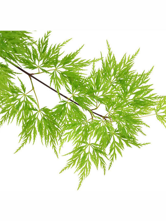 Acer Palmatum “emerald Lace” Acer Palmatum “emerald Lace”