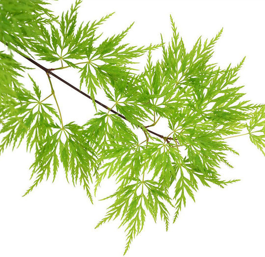 Acer Palmatum “emerald Lace”