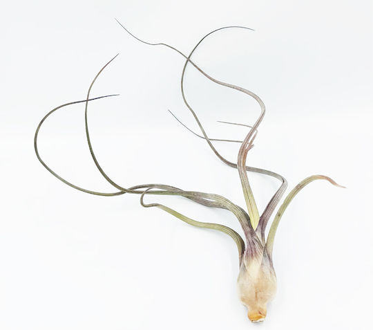 Instalație De Aer Tillandsia Bulbosa – XL