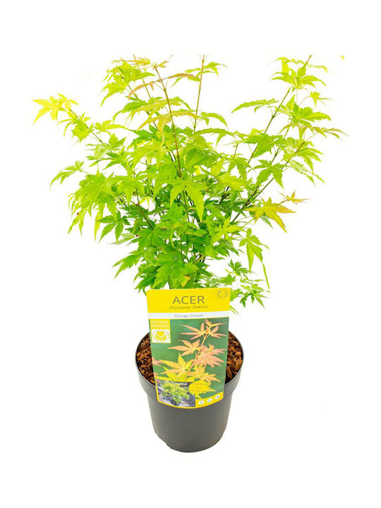 Acer Palmatum ”orange Dream” Acer Palmatum ”orange Dream”