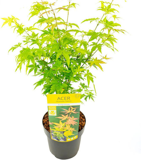 Acer Palmatum ”Vis Portocaliu”