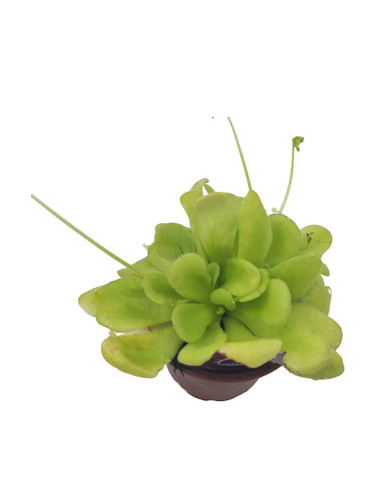 Pinguicula – Пингуикула Месоядна Растение