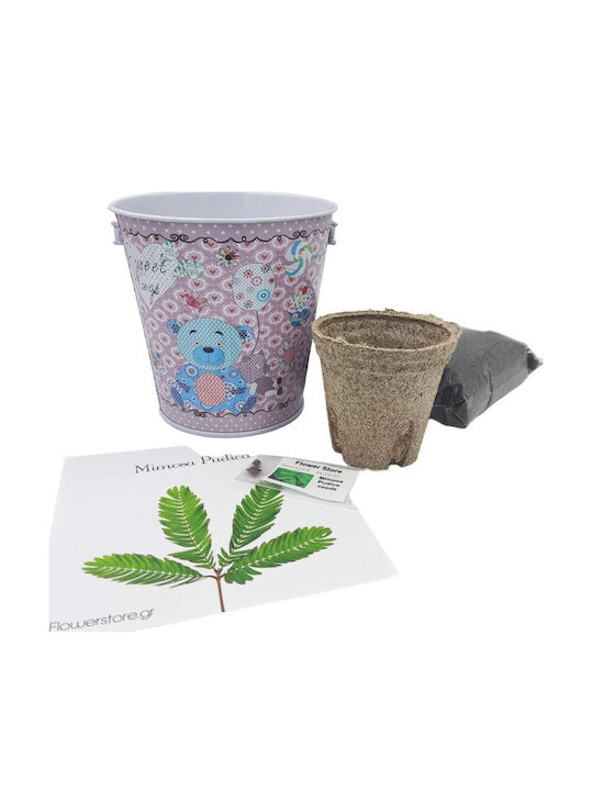 Grow Your Own Mimosa Kit Ideal For Children