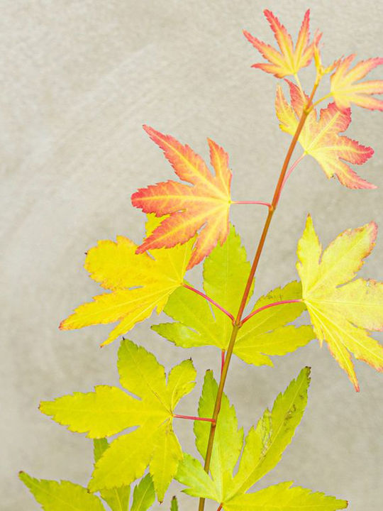 Acer Palmatum ”Vis Portocaliu”
